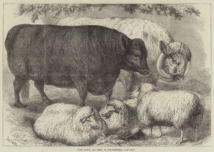 Prijsvee en Schapen op de Smithfield Club Show